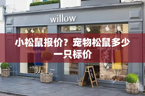小松鼠报价？宠物松鼠多少一只标价