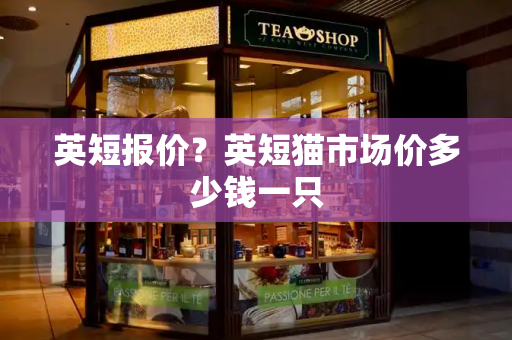 英短报价？英短猫市场价多少钱一只-第1张图片-星选测评