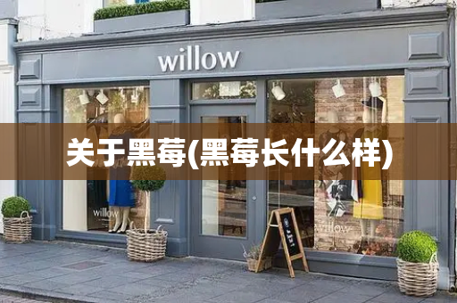 关于黑莓(黑莓长什么样)