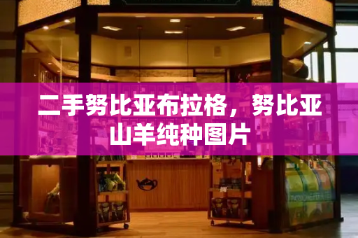 二手努比亚布拉格，努比亚山羊纯种图片-第1张图片-星选测评