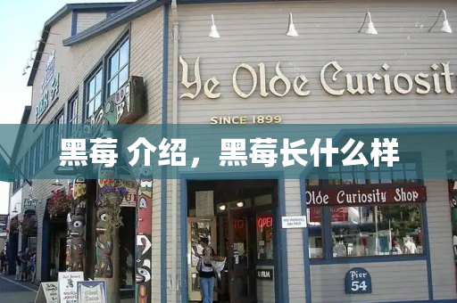 黑莓 介绍，黑莓长什么样-第1张图片-星选测评