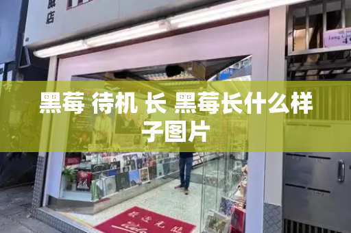 黑莓 待机 长 黑莓长什么样子图片-第1张图片-星选测评