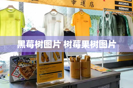 黑莓树图片 树莓果树图片
