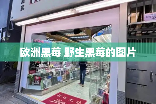 欧洲黑莓 野生黑莓的图片-第1张图片-星选测评